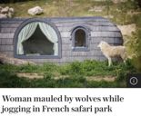 사파리 동물원서 조깅하던 30대女..늑대 3마리에 물려 중태