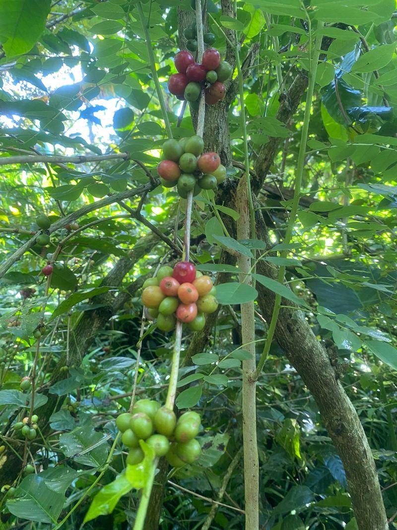 수확 전의 커피 열매. 