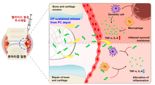 아주대 연구팀, 류마티즘 등 자가면역질환  치료 효율 높일 '신기술 개발'