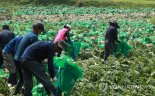 "추석 코앞, 폭염에 배추 상할라"...농식품부‧기재부 수급상황 합동점검