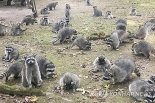 야생 너구리 100마리에 포위된 美여성, 대체 무슨 일?