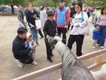 김해 가야문화축제에 '미니호스 나들이' 큰 인기