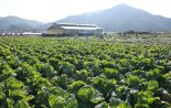 여름배추 1000㏊ 신규 재배 적지 발굴..."기후 변화 대응"