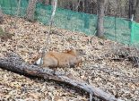 수원 거대 사슴 '주인 찾기 만료' 입양절차 시작...입양자 없으면 '안락사'