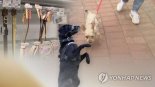 "개 입마개 안해?" 커터칼 휘두른 60대 여성…징역 4년