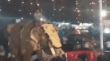 코끼리가 코로 사람 잡아 흔들다 내던져 혼비백산…인도 종교축제서 생긴 일