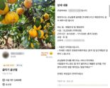 “감귤 딸 사람 구해요”...제주도, 당근알바 사용률 비수도권 중 ‘1위’