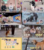 '동물은 훌륭하다', 앉아서 자는 강아지?! 안타까운 사연