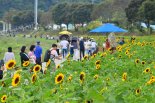 "49만명 다녀간 원조 꽃강축제…1000만 관광시대 발판될것" [fn전국가을축제평가]