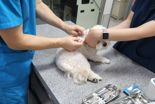 광주 12개 동물병원서 설 연휴 반려동물 응급 진료