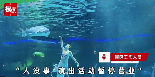 철갑상어가 인어공주 女배우 머리를 '덥석'..아쿠아리움 공연 중 ‘충격' [영상]