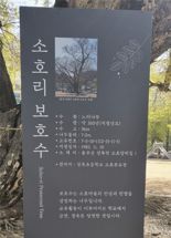 "운동장 다 덮어요" 울산 소호분교 느티나무 국가산림문화자산 지정
