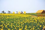 신안군, 4월 4~13일 '섬 수선화 축제' 개최