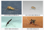 부쩍 따뜻해진 날씨, '모기 주의보' 정부 모기 감시 나선다