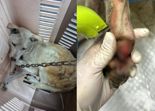 "새끼 지키려 필사적 몸부림" 불길 속 목줄에 발 묶인 엄마 백구