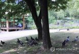 "광화문광장서 비둘기 먹이 주다 걸리면 100만원"… 7월부터 과태료 부과