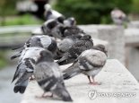 비둘기→오리구이라고 속여 팔다 경찰에 적발된 스페인 중식당