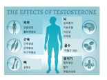 꽁꽁 묶인 60%, 자유로운 2%: 테스토스테론의 숨겨진 진실 [안철우 교수의 호르몬 백과사전]