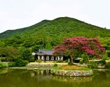 산림청 '2025 올해의 나무'로 선정된 진도 운림산방 배롱나무는?