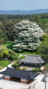 '올해의 나무' 선정, 240년된 고창 이팝나무