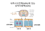 테스토스테론, 성정체성에도 영향...뇌 구조를 바꾼다 [안철우 교수의 호르몬 백과사전]
