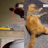 반려견이 길고양이 물어 죽이는 동안 견주는 그저 바라만 봤다