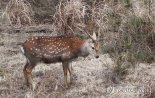 꽃사슴이 유해야생동물로 지정된 이유는? "무분별한 섭식으로 농작물 피해"