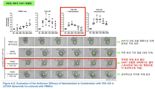 에스티큐브 “BTN1A1-YAP1 억제 전략으로 항암 내성 뚫는다”…'AACR'서 주목