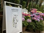 서울식물원 수놓은 '수국'...25일까지 '낭만수국전'서 감상