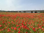 붉은 꽃양귀비 물결치는 나주 영산강변서 축제·행사 다채