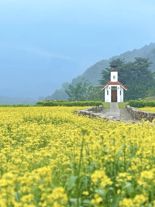 홍천 무궁화수목원 노란 유채꽃 만개...방문객 발길 이어져