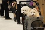 "강아지 맡아달라더니 잠적"...당근이 내놓은 특단의 조치