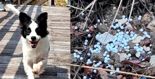 남의 반려견에 '비비탄 수백발 난사'하고.."맞히려던 의도 전혀 없었다" 주장 [영상]