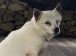 '비비탄 난사'해 강아지 죽인 일당…이름·학교·부대 등 신상 공개 확산