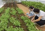전남농업기술원, 10월 국제농업박람회서 아열대채소 선보인다