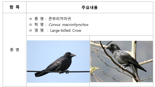 ‘공포의 까마귀’ 도심 습격…모자·우산으로 머리 보호해야