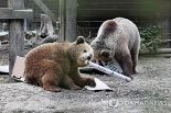 우리 탈출해 '꿀 창고'로 직행한 불곰들, 일주일치 꿀 먹어 치우고 졸려서 귀가