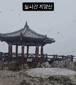 “이건 대재앙” 계단 새카맣게 뒤덮은 ‘러브버그’..계양산 현재영상 '소름' [영상]