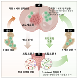 KAIST, 장내 미생물로 난치성 뇌종양 면역치료 효과 높인다