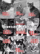 길고양이 학대범 채용 취소한 中 ‘갑론을박’에…“한국도 도입하자”