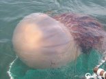“물놀이하러 제주도 갈 때 주의하세요” 폭염에 벌써 나타난 불청객