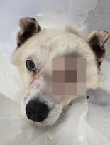 "다 죽이겠다"..반려견에 비비탄 난사한 군인 父, 피해자 협박 혐의로 검찰 송치