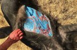 "절대 먹지 말고 신고해라"..멧돼지 살이 '형광 파란색'이라니