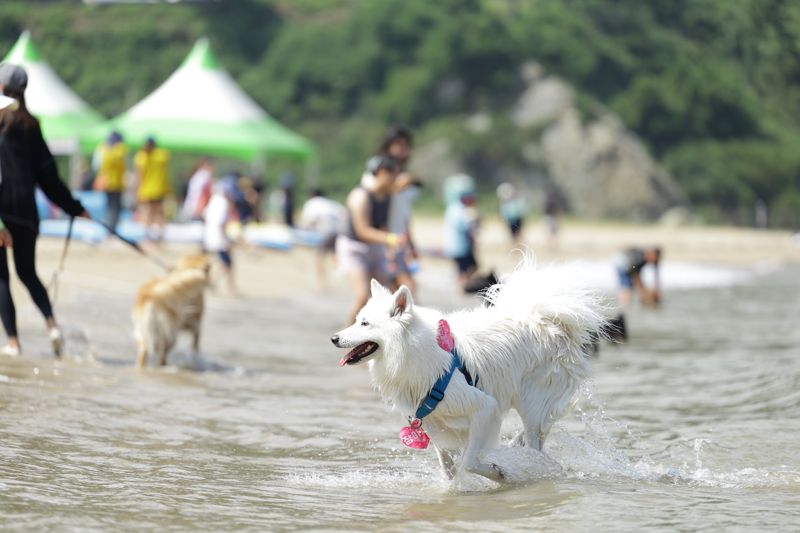2025 울산 비치 멍스 플래시