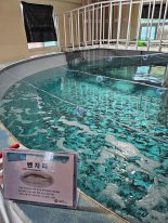 "신품종 어류 키우며 해산물 양식업 등 연구" 뜨거워지는 바다… 어촌 피해 최소화 나서[현장르포]