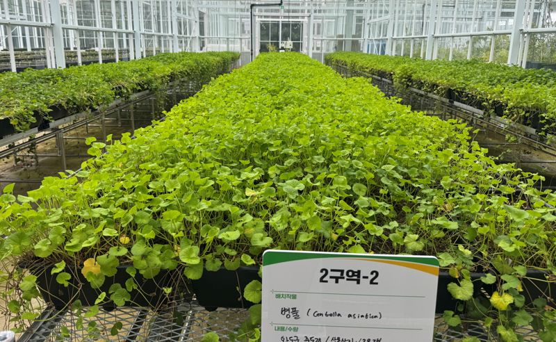 전남도산림연구원이 화장품·식품·의약소재 등 고부가가치 산업에 활용 가능한 산림바이오 소재로 주목받고 있는 &#39;병풀(Centella asiatica)&#39;&lt;사진&gt; 신품종 개발 연구에 본격 나섰다. 전남도산림연구원 제공