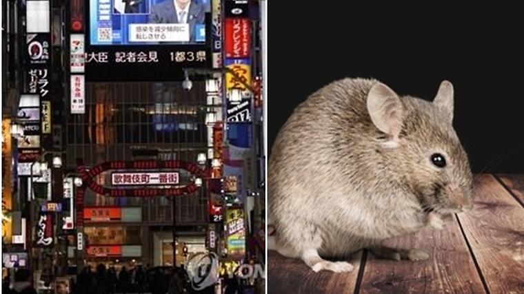 헉스기사