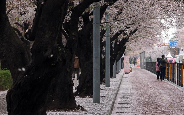 봄꽃축제 벚꽃엔딩