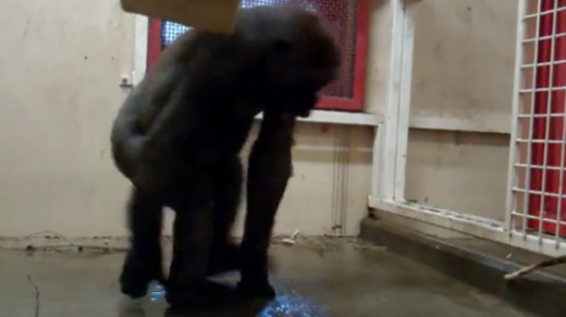 춤추는 고릴라 등장, 탭 댄스 신동인가