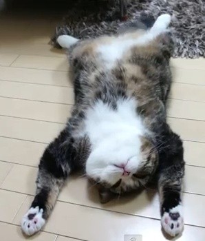 ‘헥헥’ 더위에 뻗어버린 고양이..누리꾼 “귀여워”